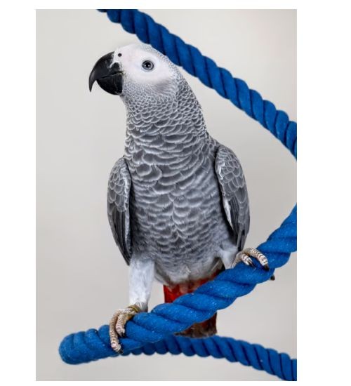 PSITTACUS PIENSO ALTA ENERGIA 800 GR.