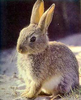 Pienso complementario para conejos 25 KG.