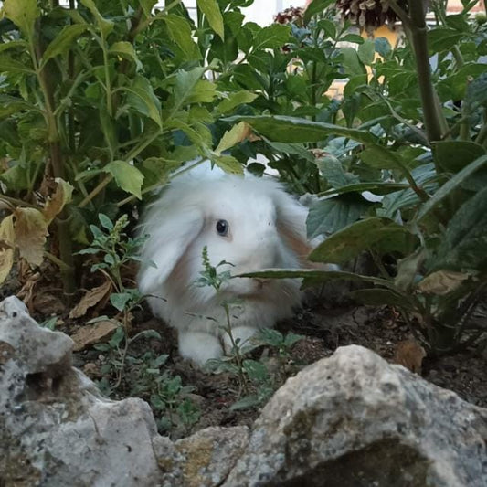 ¿Por qué elegir un pienso de calidad para tu conejo?